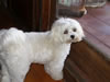 La Contessa Maltese: Tessie
