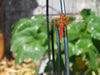 Red Dragonfly