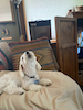LivingRoomDog