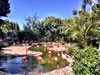 Pink_Flamingos